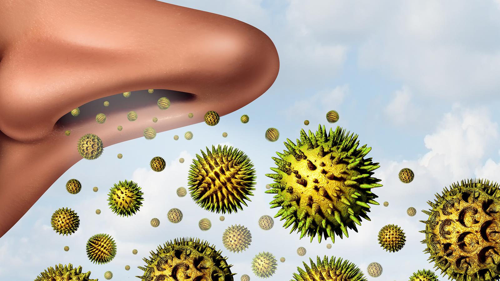 Alergia na ambróziu: pomôže príroda