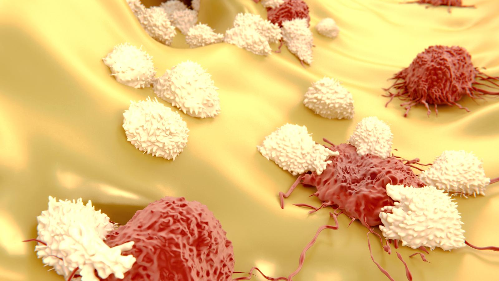Aká je úloha lymfocytov?