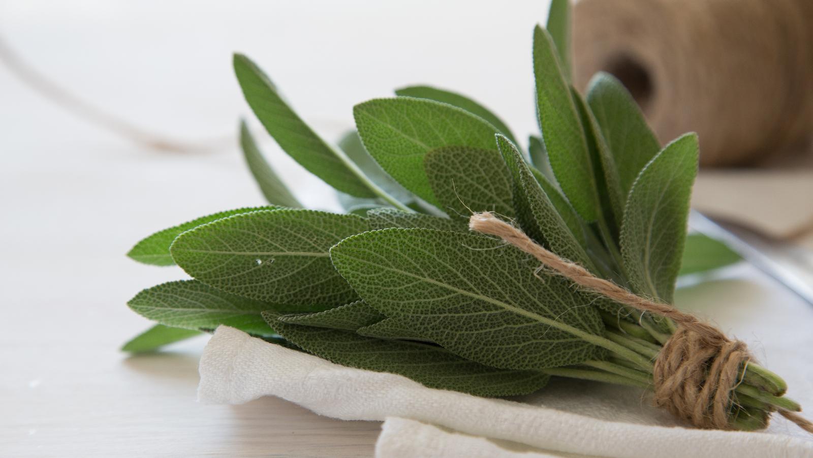 šalvia lekárska Šalvia dezinfikuje a zmierňuje zápaly