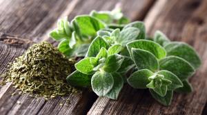 Oregano: aromatická liečivá rastlina
