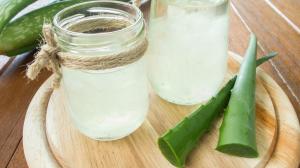 Aloe vera: lekár prírody