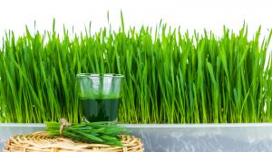 Šťava z pšeničnej trávy - jej zdravie chrániace vlastnosti sú pozoruhodné