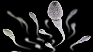 Mužské spermie by sa blokovali šípovým jedom