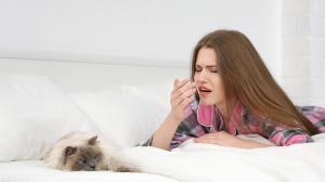 Alergia na srsť mačky: čo s tým má spoločné priadka morušová?