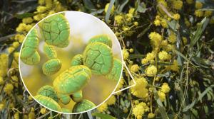 Alergia na peľ postihuje na jar - Ako konať proti nej?